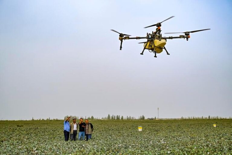 Drone nâng tầm tự động hóa trồng bông ở Tân Cương